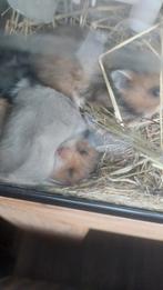 Te koop jonge goudhamsters., Dieren en Toebehoren, Oktober, Meerdere dieren, Hamster