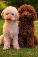 Verwacht eerste nestje Toy/Dwergpoedels , Dieren en Toebehoren, Poedel, Parvo, 8 tot 15 weken, Meerdere