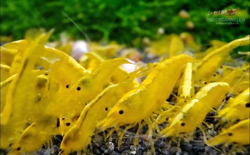 Yellow neon/backline garnalen (gele garnalen), Dieren en Toebehoren, Vissen | Aquariumvissen, Zoetwatervis, Kreeft, Krab of Garnaal