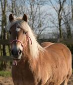 GEZOCHT (Montferland bos/Gelders eiland) plek voor 2 merries, Dieren en Toebehoren, Stalling en Weidegang