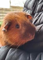3 Cavia beertjes, Cavia, Mannelijk, Mei, Tam