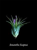 Ionantha Scaposa, Ophalen of Verzenden, Overige soorten, Minder dan 100 cm