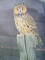 Uilen, mannen van de nacht., Gelezen, De Laet, Ophalen of Verzenden, Vogels