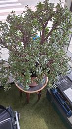 Grote jadeplant Crassula ovata – geldboom in pot 115 cm, Ophalen, Volle zon