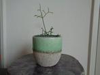 KORAALCACTUS Rhipsalis heteroclada pot groen wit kamerplant, Huis en Inrichting, Kamerplanten, Ophalen, In pot, Halfschaduw, Minder dan 100 cm