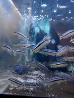 Auratus Malawi cichliden, Dieren en Toebehoren, Vissen | Aquariumvissen, Vis