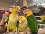 Baby Caique´s | Roestkop | getest | Handtam | Nieuwsgierig, Meerdere dieren, Papegaai, Geringd