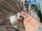 Kleine chihuahua pupjes, Dieren en Toebehoren, Honden | Chihuahua's en Gezelschapshonden, 8 tot 15 weken, Meerdere, Meerdere dieren