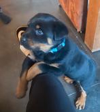 Mooie grove stoere Rottweiler pup, Dieren en Toebehoren, Honden | Bulldogs, Pinschers en Molossers, Rabiës (hondsdolheid), 8 tot 15 weken