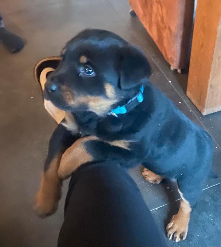 Mooie grove stoere Rottweiler pup, Dieren en Toebehoren, Honden | Bulldogs, Pinschers en Molossers, Teef, Rottweiler, Fokker | Hobbymatig