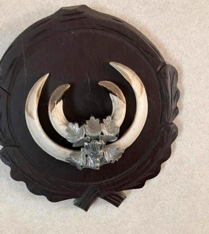 Keiler Tanden op Schild, Verzamelen, Dierenverzamelingen, Ophalen of Verzenden