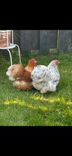 2 cochin kriel hen gratis, Dieren en Toebehoren, Pluimvee, Vrouwelijk, Kip
