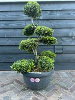 Ilex crenata kinme bonsai, Tuin en Terras, Ophalen, Halfschaduw, Overige soorten, Minder dan 100 cm