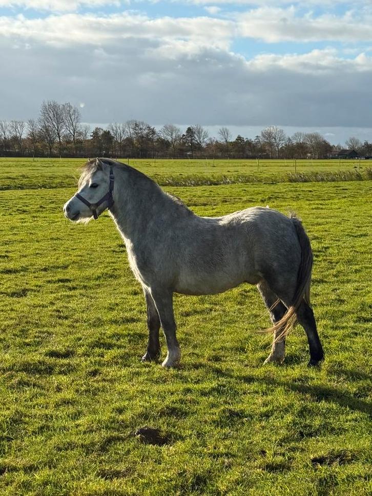 🤩3,5 jarige welsh a pony te koop🤩, Dieren en Toebehoren, Pony's, Ruin, Onbeleerd, A pony (tot 1.17m), Recreatiepony, 3 tot 6 jaar