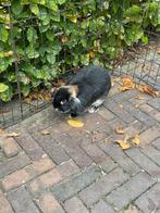 Lieve raszuivere nhd voedster, Dieren en Toebehoren, Konijnen, Vrouwelijk, Dwerg