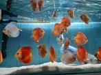 Discus Pigeon Red Checkerboard, Symphysodon Discus, Vis, Zoetwatervis