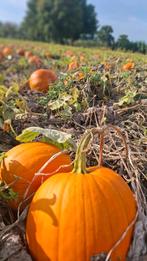 Halloween pompoenen, Ophalen of Verzenden, Volle zon
