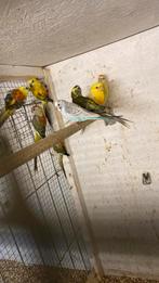 Roodtig parkieten, Dieren en Toebehoren, Vogels | Parkieten en Papegaaien, Meerdere dieren, Parkiet