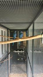 Kobalt blauwe halsbanden 4 stuks, Dieren en Toebehoren, Vogels | Parkieten en Papegaaien, Geslacht onbekend, Parkiet