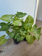Philodendron kamerplant - 25cm, Huis en Inrichting, Kamerplanten, Overige soorten, In pot, Minder dan 100 cm, Groene kamerplant