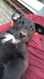 Pups labrador mechelse herder, Dieren en Toebehoren, Parvo, 8 tot 15 weken, Labrador retriever, Meerdere
