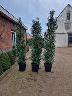 Portugese Laurier - 225/250cm vanaf 40,- per stuk, Tuin en Terras, Planten | Struiken en Hagen, Ophalen of Verzenden, Laurier