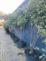 Photinia Red Robin glansmispel meerstammig 250 cm nu eur 250, 100 tot 250 cm, Zomer, Volle zon, In pot