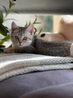 Mooi poes Brits korthaar ,ontwormd,geënt en chip,, Dieren en Toebehoren