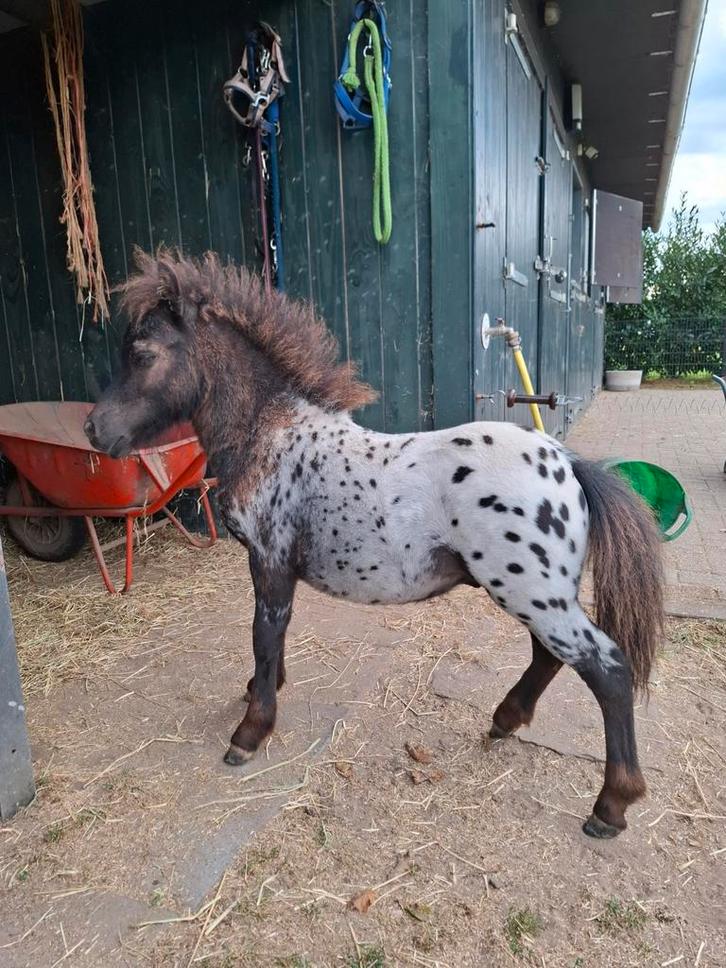 Appaloosa hengstveulen zwart panterbont, Dieren en Toebehoren, Paarden en Pony's | Dekhengsten en Fokmerries, Hengst
