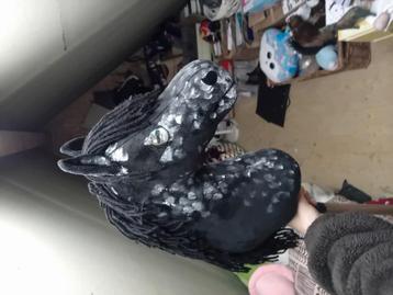 IW HOBBYHORSE beschikbaar voor biedingen