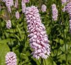 Persicaria bistorta 'Superba', Adderwortel, meerdere, Ophalen of Verzenden, Lente, Vaste plant, Bodembedekkers