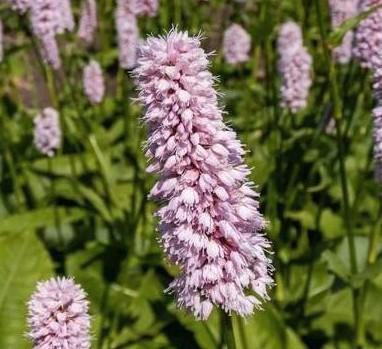 Persicaria bistorta 'Superba', Adderwortel, meerdere, Tuin en Terras, Planten | Tuinplanten, Vaste plant, Bodembedekkers, Lente