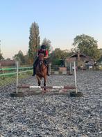 8- jarige draver inruil mogelijk, Dieren en Toebehoren, Paarden, Minder dan 160 cm, B, Gechipt, Ruin
