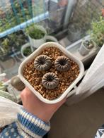 Cactus (Frailia Castenea), Ophalen of Verzenden, Minder dan 100 cm, Bloeiende kamerplant, Volle zon