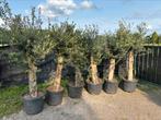 Olijfboom / Olea Europaea / 30 jaar / winterhard / Spanje, Tuin en Terras, Planten | Bomen, Lente, 100 tot 250 cm, Olijfboom, Ophalen