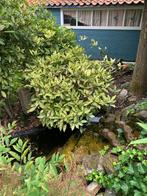 Broodboom (Aucuba japonica 'Variegata'), Tuin en Terras, Planten | Tuinplanten, Ophalen, Winter, Overige soorten, Halfschaduw