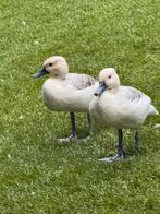 Te koop kweekkoppel zilveren boomeenden. (Siereenden), Dieren en Toebehoren, Pluimvee, Meerdere dieren, Eend