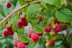 Fruitplanten te koop aardbeien, bessen, frambozen, bramen, Ophalen of Verzenden, Overige soorten, Volle zon