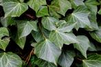 Restpartij 20 Hedera klimop 200 cm hoog, Ophalen, Bloeit niet, Vaste plant, Klimplanten