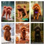 toy poedel /toypoedel/dwergpoedel dekreutjes, Dieren en Toebehoren, Honden | Dekreuen, Particulier, Rabiës (hondsdolheid), Reu