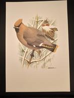 Pestvogel, Verzamelen, Verzenden, 1980 tot heden, Dier, Prent