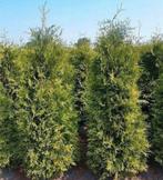 Coniferen, Ophalen of Verzenden, Conifeer, 100 tot 250 cm