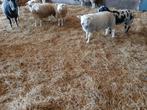 Gevraagd weidelammeren., Dieren en Toebehoren, Schapen, Geiten en Varkens, Meerdere dieren, Schaap