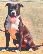 Aangeboden dekreu Amerikaanse stefford, Dieren en Toebehoren, Rabiës (hondsdolheid), Reu, Eén hond, 3 tot 5 jaar