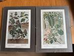 2 Antieke Botanische Prenten met Latijnse Namen, Natuur, Gebruikt, Ophalen of Verzenden, Voor 1940