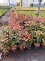Nandina domestica mooie planten hoog rond 40 cm zeer stevig, Ophalen, Zomer, Vaste plant, Volle zon