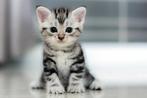 Gezocht kitten, Dieren en Toebehoren, Katten en Kittens | Overige Katten, Poes
