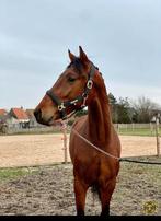 Leuke 5 jarige, bruine ruin Expression X Cabochon, Dieren en Toebehoren, Paarden, Ruin, 165 tot 170 cm, Dressuurpaard, 3 tot 6 jaar