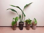Set uit populaire kamerplanten, monstera Adansonii, alocasia, Huis en Inrichting, Kamerplanten, Overige soorten, Minder dan 100 cm