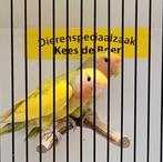 Jonge agapornide leuk om tam te maken, Dieren en Toebehoren, Vogels | Parkieten en Papegaaien, Geslacht onbekend, Dwergpapegaai of Agapornis